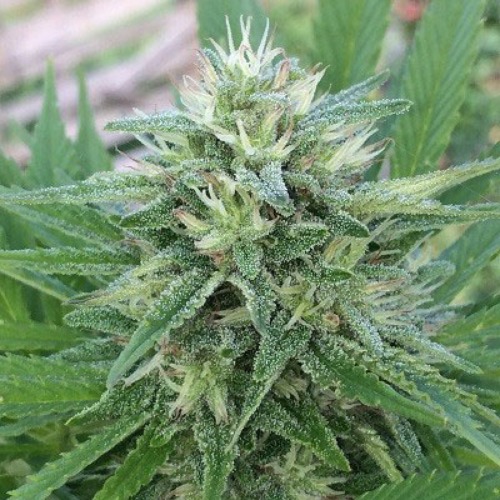 Wiettop van de Panama X Bangi Haze van ACE Seeds