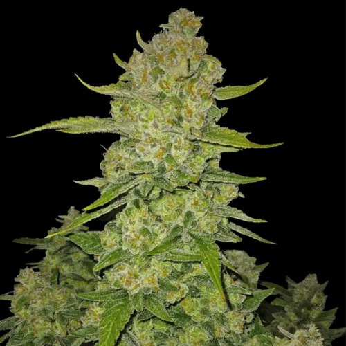 Papaya Cookies Auto - FastBuds