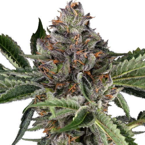Papaya Jealousy - Sensi Seeds