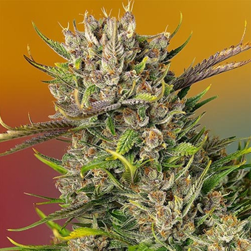 Papaya Zoap Auto - Sweet Seeds