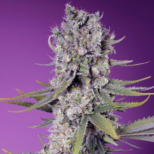 Papaya Zoap F1 Fast Version - Sweet Seeds