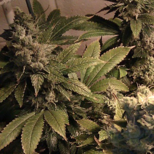 Acid - Paradise Seeds binnen wiet kweken bloei wietplant