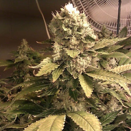 Acid - Paradise Seeds wietplant binnenkweek