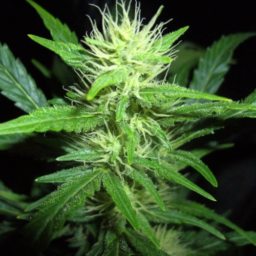 Belladonna - Paradise Seeds close up wiettop