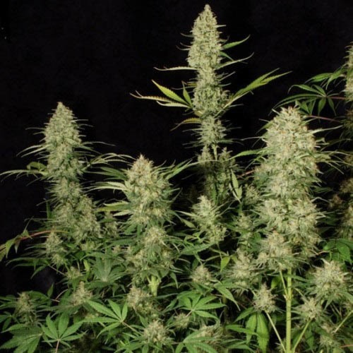 Delahaze - Paradise Seeds mooie toppen wietplant
