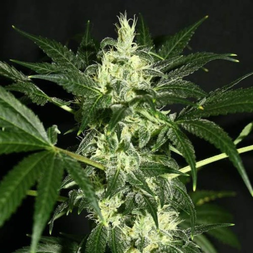 Dutch Dragon - Paradise Seeds mooie wiettop