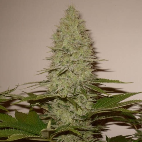 Ice Cream - Paradise Seeds mooie volle wiettop