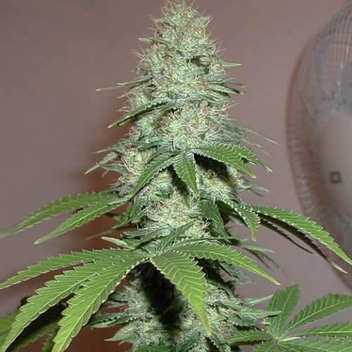 Jacky White - Paradise Seeds mooie lange wiettop