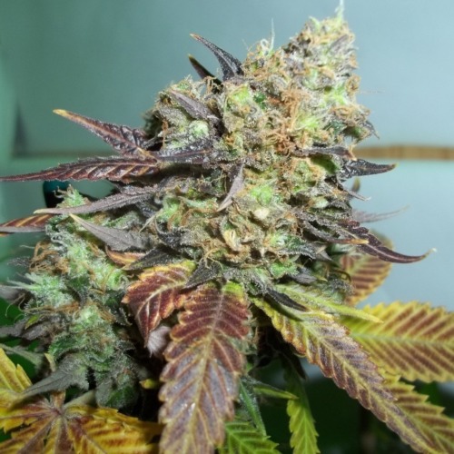 Lucid Bolt - Paradise Seeds dikke wiettop close-up