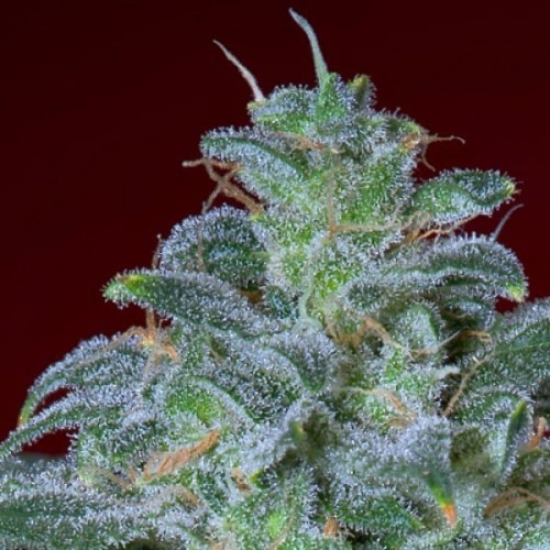 Magic Bud - Paradise Seeds wiettop close-up