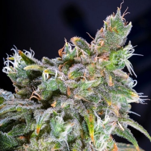 Magic Bud - Paradise Seeds wiettop in bloei