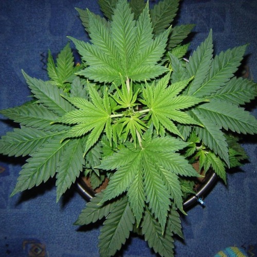 Nebula - Paradise Seeds wietplant groeifase