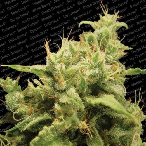 Opium - Paradise Seeds wiettop dichtbij THC