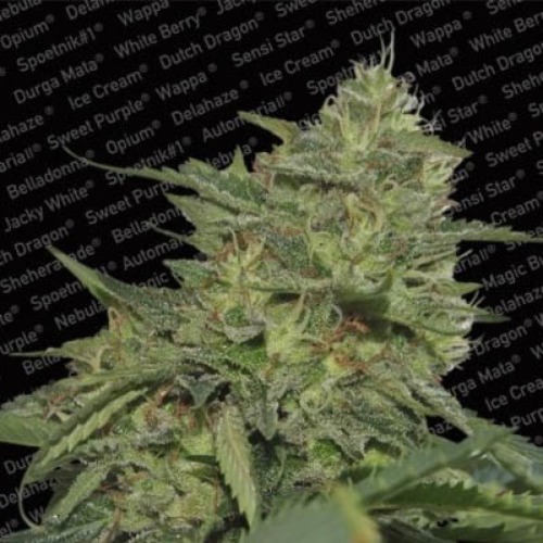 Original Cheese - Paradise Seeds