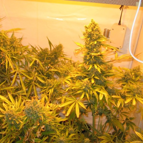 Pandora Autoflower - Paradise Seeds wietkweek binnen