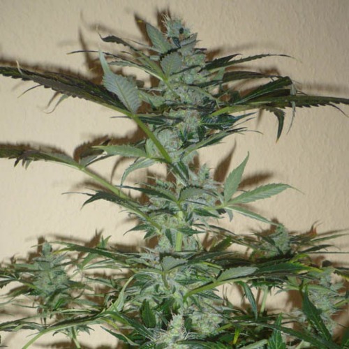 Pandora Autoflower - Paradise Seeds wiettop in bloei