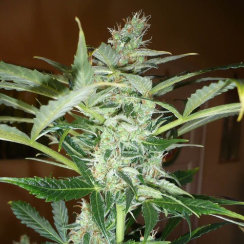 Pandora Autoflower - Paradise Seeds