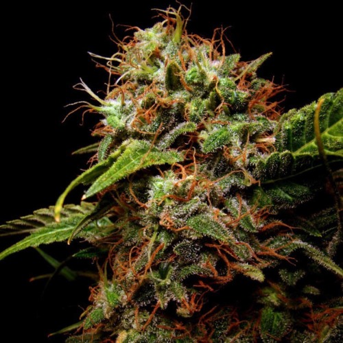 Sensi Star - Paradise Seeds wietplant oogstrijp