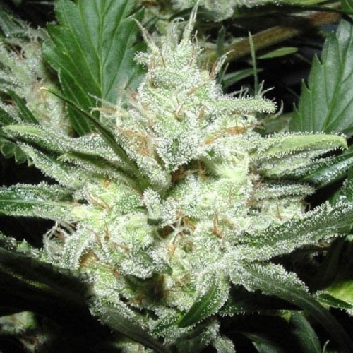 Sensi Star - Paradise Seeds wiettop volop in bloei