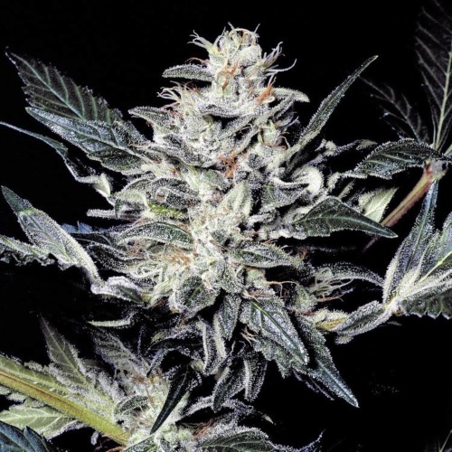 Sensi Star - Paradise Seeds