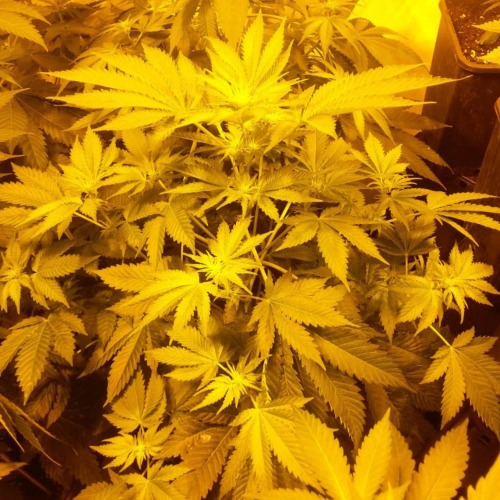 Wappa - Paradise Seeds mooie wietplant