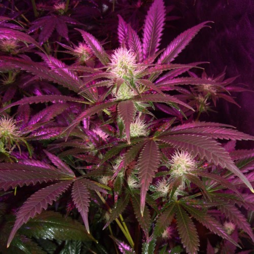 Wappa - Paradise Seeds