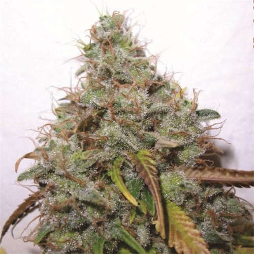 White Berry - Paradise Seeds wiettop