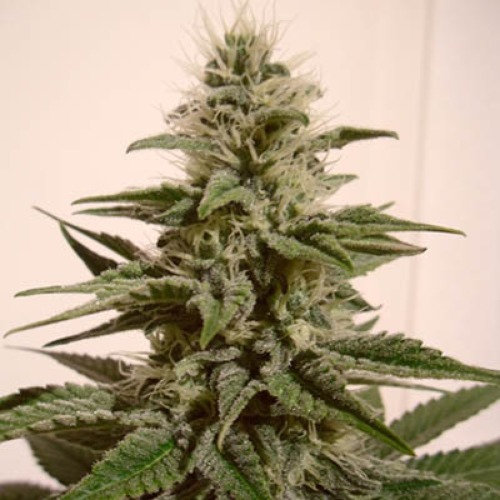 White Berry - Paradise Seeds