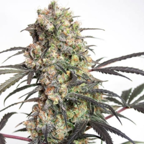 Passion Fruit - Dutch Passion binnen kweek