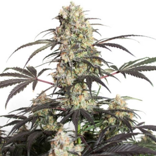 Passion Fruit - Dutch Passion wietplant