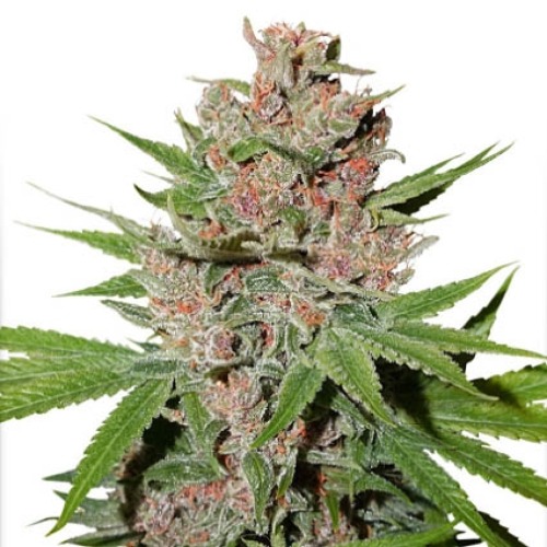 Passion Fruit - Dutch Passion