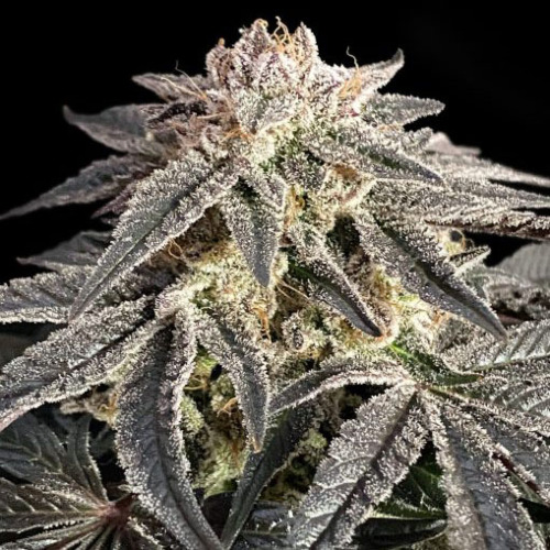 Permanent Marker - Advanced Seeds