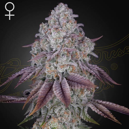 Persian Pie - Green House Seeds
