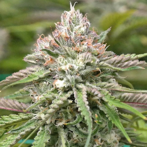 Peyote Cookies - Barney's Farm