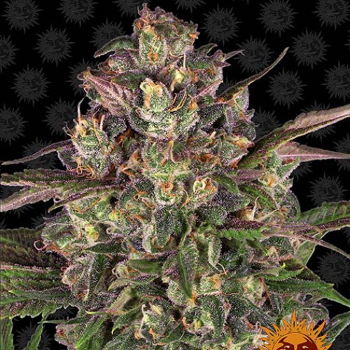 Peyote Critical - Barney's Farm