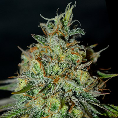 Picante - G13 Labs Seeds
