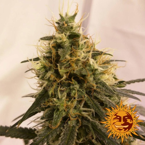 Pineapple Chunk binnen kweek - Barney's Farm