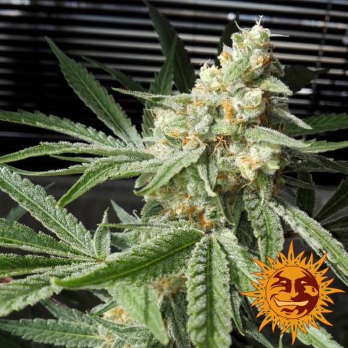 Pineapple Chunk cannabis plant - Barney's Farm