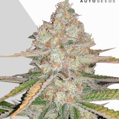 Pineapple Express Auto - Auto Seeds