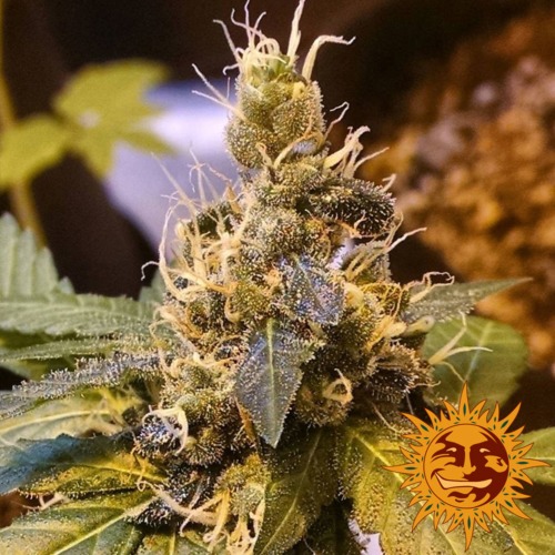 Pineapple Express autoflower bud - Barney's Farm zaadbank 