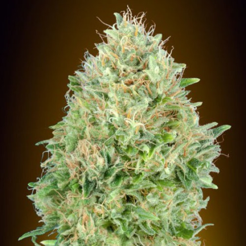 Pineapple Glue - Advanced Seeds