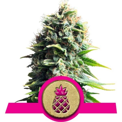 Pineapple Kush wietsoort - Royal Queen Seeds