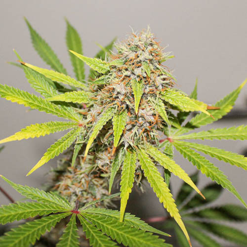 Pineapple Poison - Dutch Passion in bloei