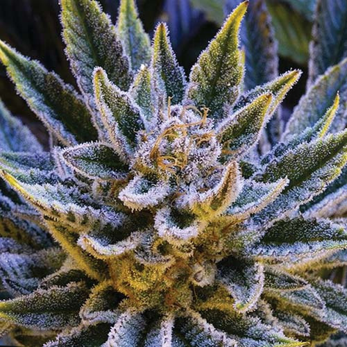 Pineapple Runtz Auto - Anesia Seeds