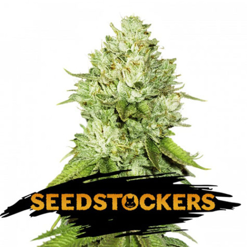 Pineapple - Seedstockers