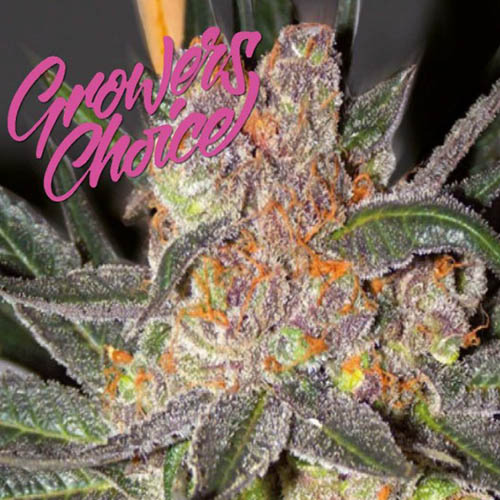 Pink Crystal - Growers Choice