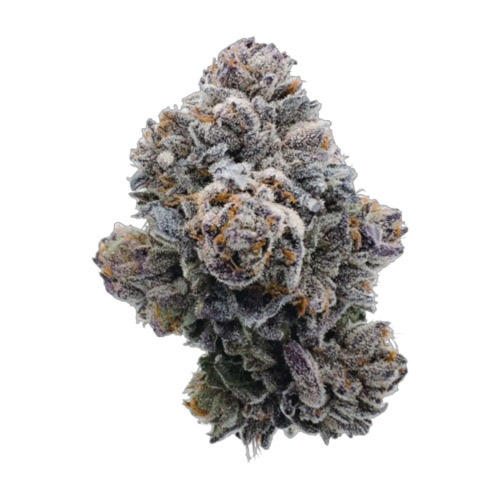 Pink Glitterbomb - Growers Choice