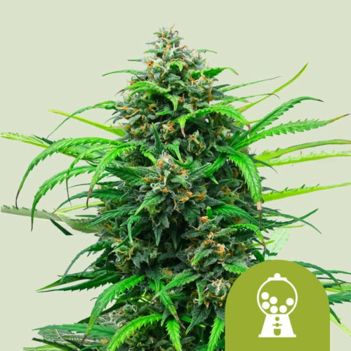 Pink Runtz Auto - Royal Queen Seeds