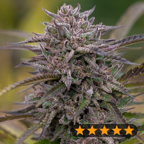 5Star Pink Runtz - PowerStrains
