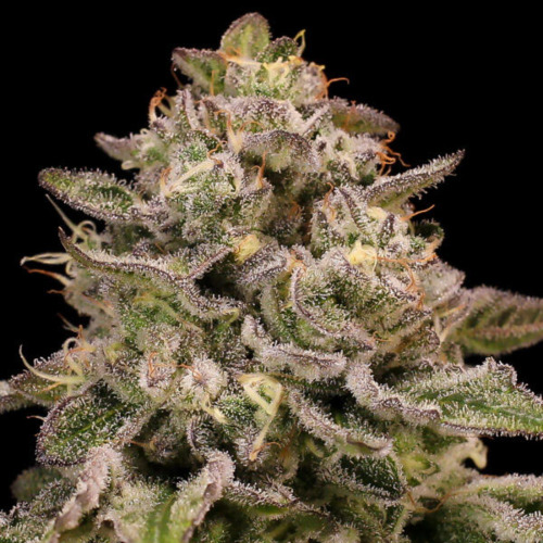 Pistachio Churro Auto - Anesia Seeds